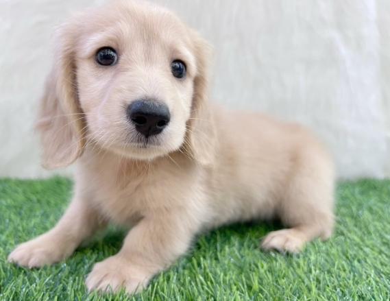 長毛臘腸犬健康 長毛臘腸犬健康