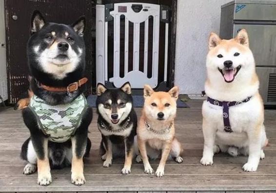 豆柴犬 優缺點 豆柴犬 優缺點