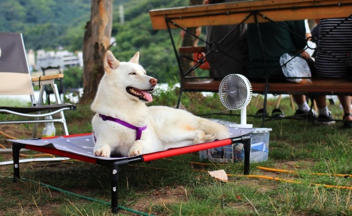 狗狗中暑症狀 狗狗中暑症狀