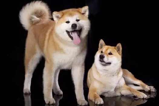 柴犬尾巴語言 柴犬尾巴語言