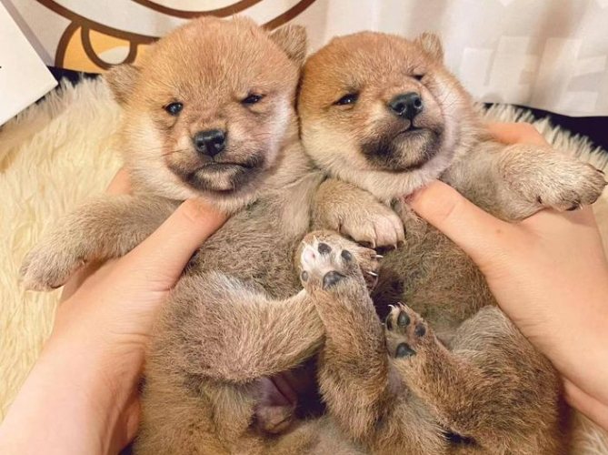 柴犬幼犬餵養 柴犬幼犬餵養