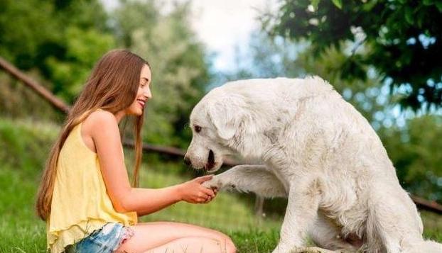 黏人犬種