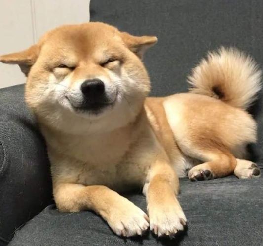狗狗行為解讀 狗狗行為解讀