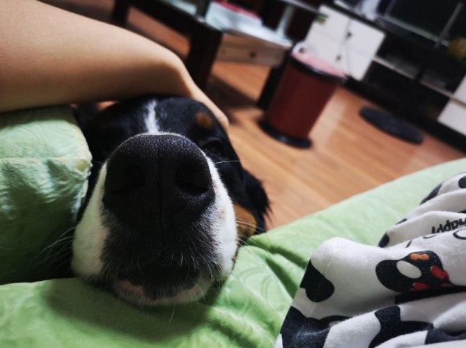 狗狗黏人
