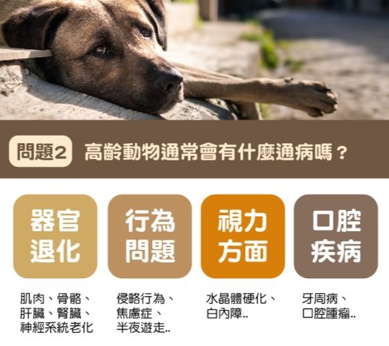 寵物生病行為溝通 寵物生病行為溝通