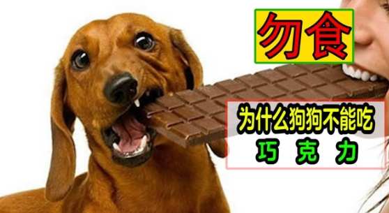 寵物危險食物 寵物危險食物