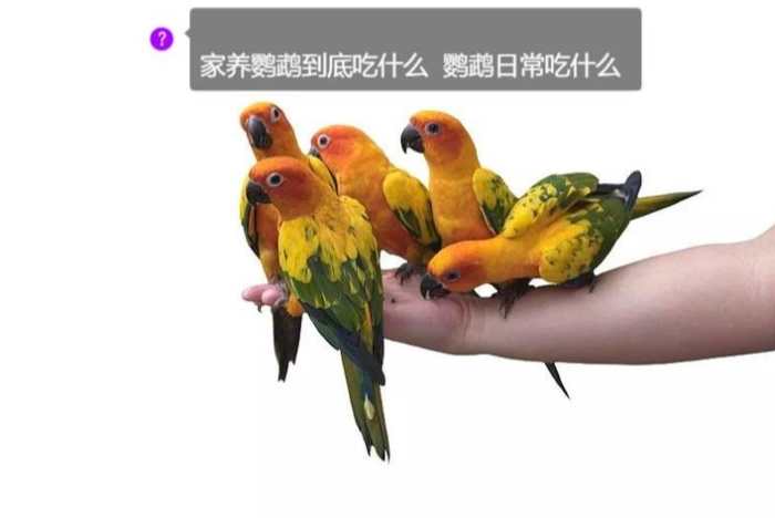 鸚鵡巧克力中毒 鸚鵡巧克力中毒