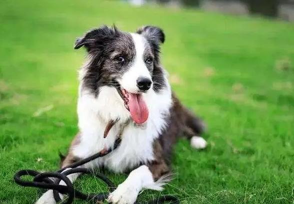 边境牧羊犬聪明度 边境牧羊犬聪明度