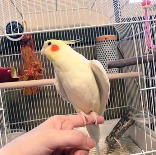 玄鳳鸚鵡行為分析 玄鳳鸚鵡行為分析