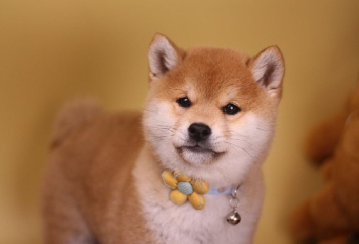 幼犬排便時間 幼犬排便時間