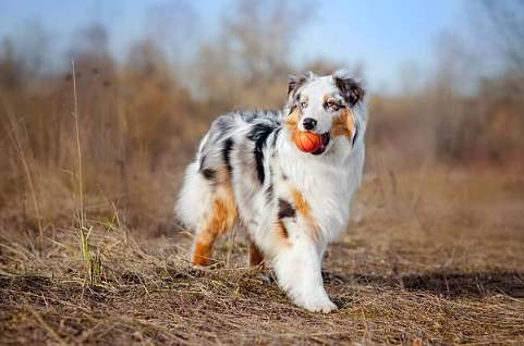 澳洲牧羊犬缺點 澳洲牧羊犬缺點