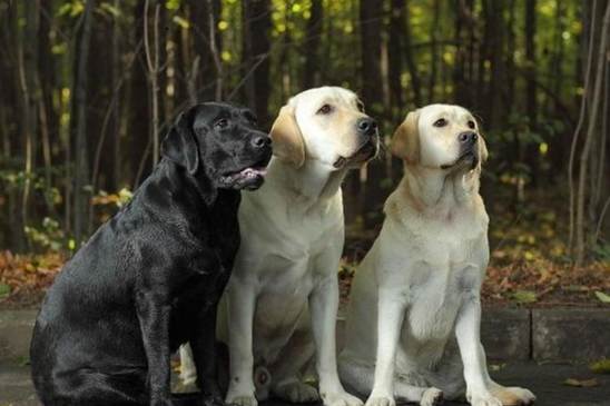 拉布拉多犬飼養優點 拉布拉多犬飼養優點
