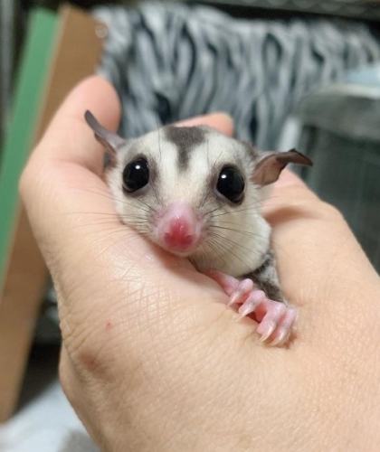 蜜袋鼯價格台灣 蜜袋鼯價格台灣