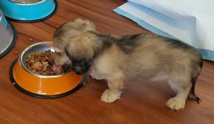 狗狗每日食量