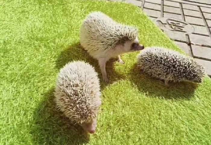 刺蝟飼養指南 刺蝟飼養指南