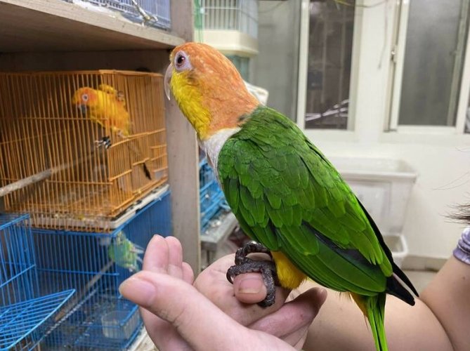 養鳥優點 養鳥優點