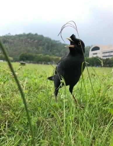 鳥類飼養益處 鳥類飼養益處