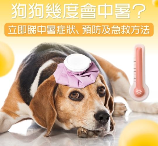 狗狗中暑腹泻 狗狗中暑腹泻