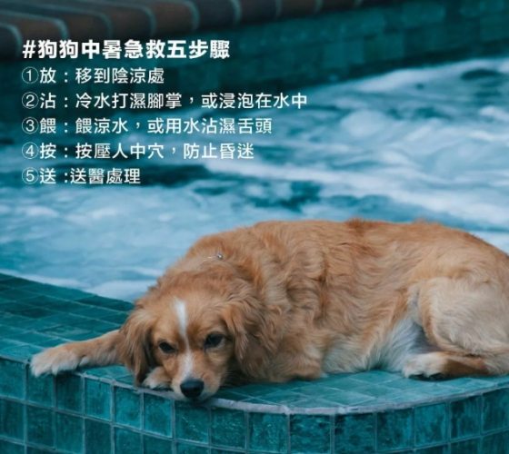 狗狗中暑症狀 狗狗中暑症狀