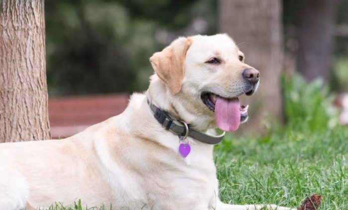 拉布拉多犬優點 拉布拉多犬優點