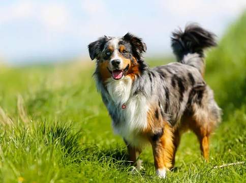 澳洲牧羊犬飼養 澳洲牧羊犬飼養
