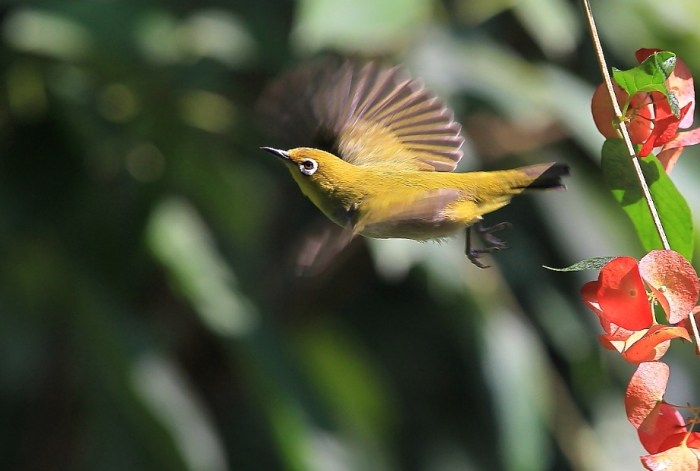 鳥類學飛過程 鳥類學飛過程
