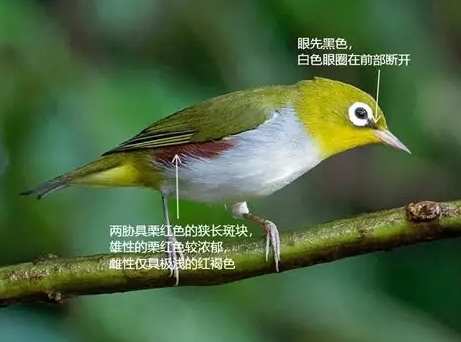 綠繡眼疾病
