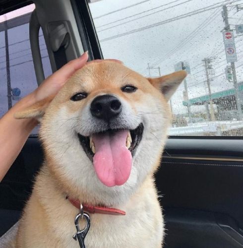 柴犬耳朵語言 柴犬耳朵語言
