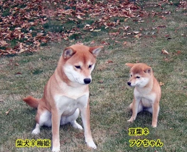 豆柴柴犬差別 豆柴柴犬差別