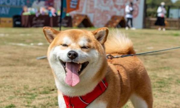 狗狗行為解讀 狗狗行為解讀