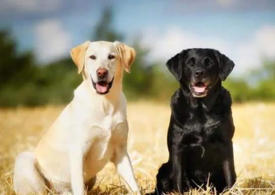 拉布拉多犬性格 拉布拉多犬性格