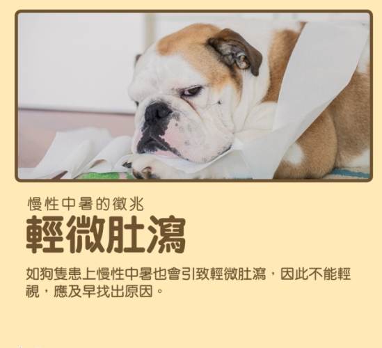 狗狗慢性中暑症狀 狗狗慢性中暑症狀
