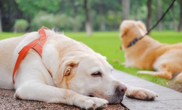犬中暑後遺症治療 犬中暑後遺症治療