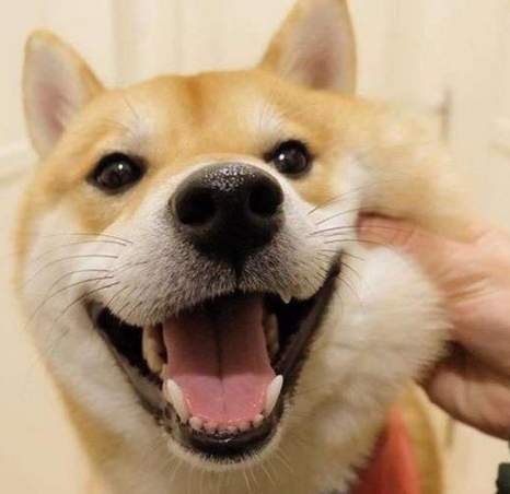 柴犬壽命 柴犬壽命
