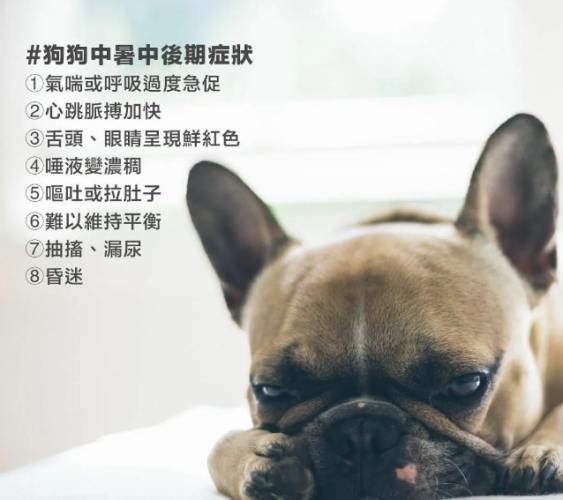 狗狗中暑後照顧 狗狗中暑後照顧