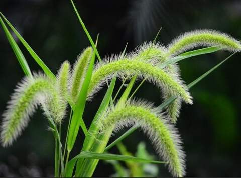 提摩西草種植條件 提摩西草種植條件