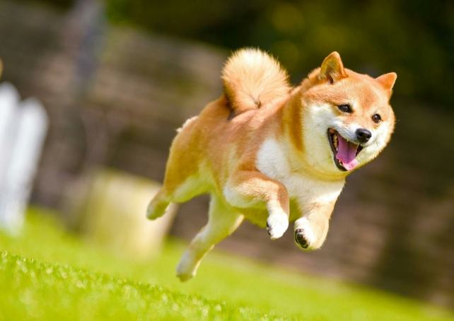 柴犬心情表達 柴犬心情表達