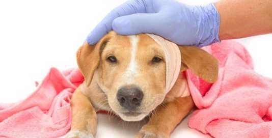 動物急診醫院 動物急診醫院