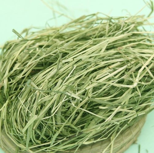 提摩西草栽培方法 提摩西草栽培方法