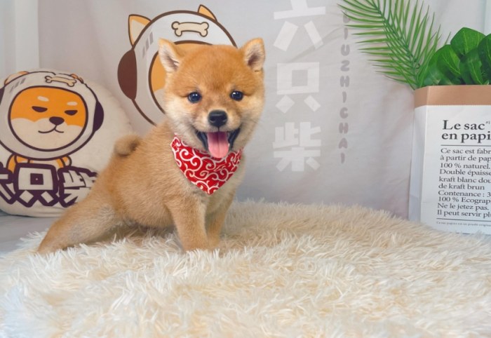 柴犬幼犬健康 柴犬幼犬健康