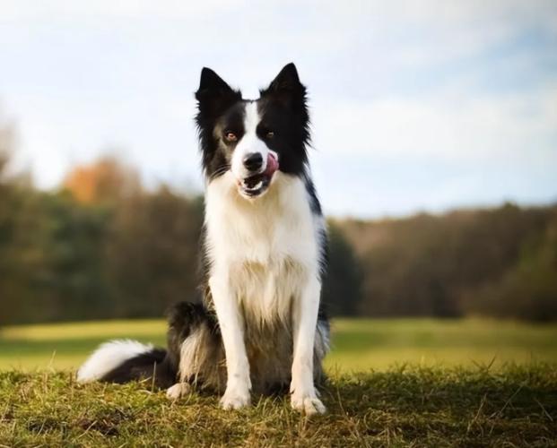 边境牧羊犬缺点 边境牧羊犬缺点