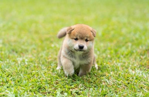 柴犬幼犬健康 柴犬幼犬健康