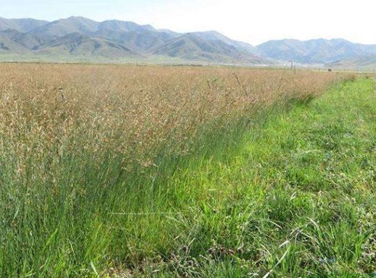 提摩西草栽培方法 提摩西草栽培方法