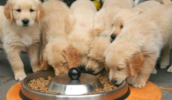 老年犬飲食指南 老年犬飲食指南