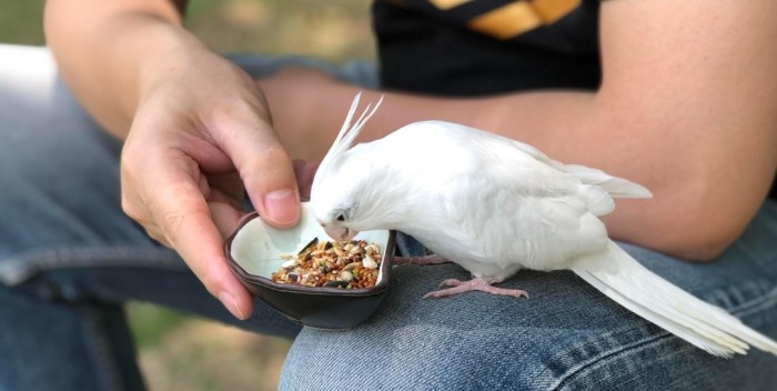 玄鳳鸚鵡食物 玄鳳鸚鵡食物