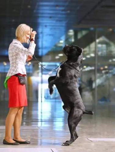 室內犬獨處焦慮 室內犬獨處焦慮