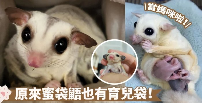 蜜袋鼯照顧 蜜袋鼯照顧