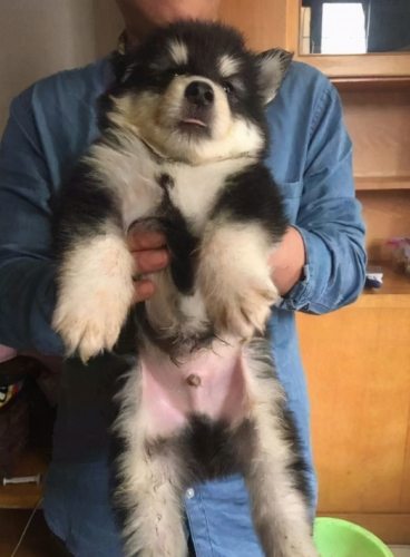抱狗過敏症狀