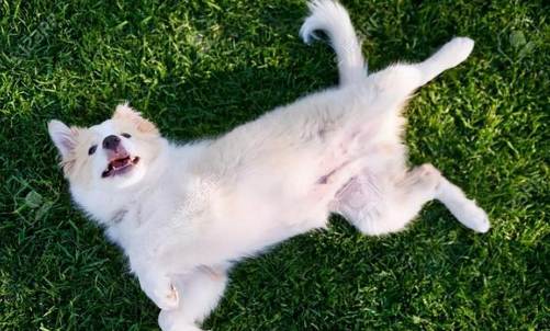 狗狗腸胃不適 狗狗腸胃不適
