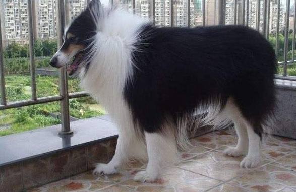 蘇格蘭牧羊犬訓練方法 蘇格蘭牧羊犬訓練方法